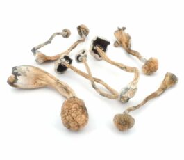 Mushroom Albino Treasure Coast